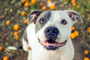 Terriers terriers: karakter i obuka, sadržaj i skrb Terriers terriers: karakter i obuka, sadržaj i skrb